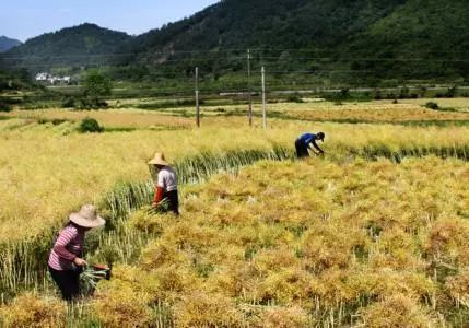 秸稈禁燒季 | 禁止一切露天焚燒秸稈行為！附縣政府禁燒通告、鎮(zhèn)政府倡議書